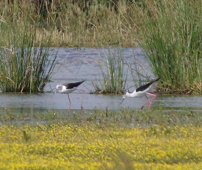 Black-winged Stilt