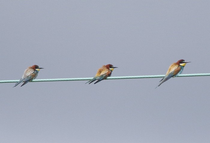 Bee-eater