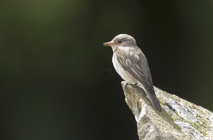 Spotted Flycatcher