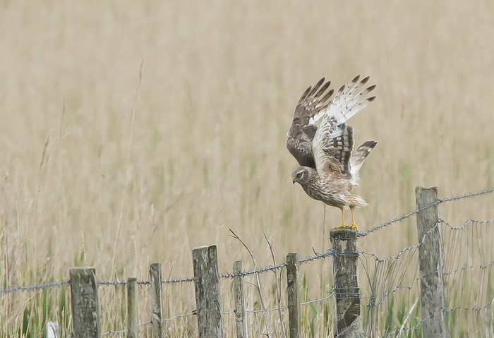 Hen Harrier