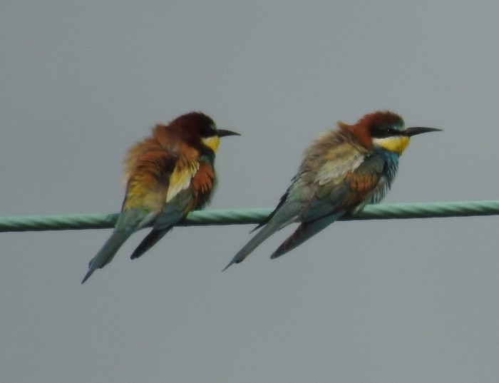 Bee-eater