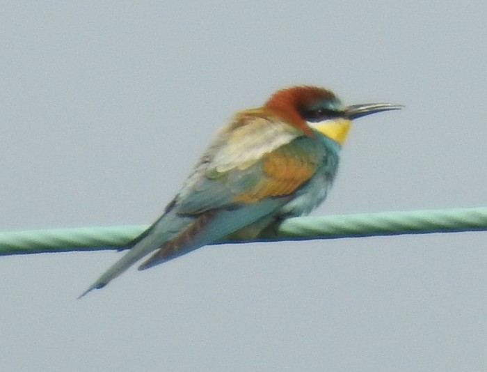 Bee-eater