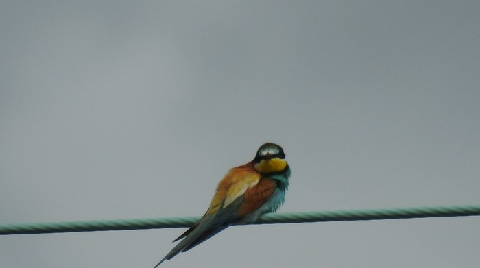 Bee-eater