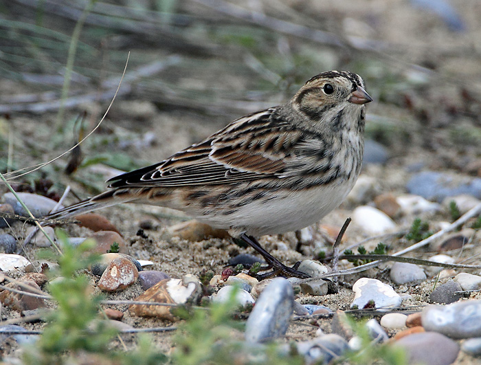 Lapland Bunting