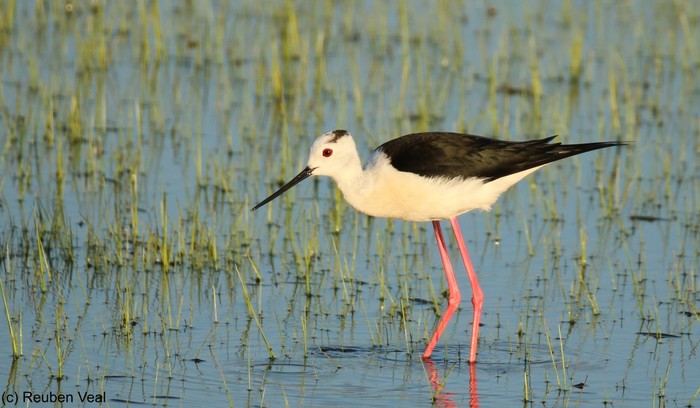 Black-winged Stilt