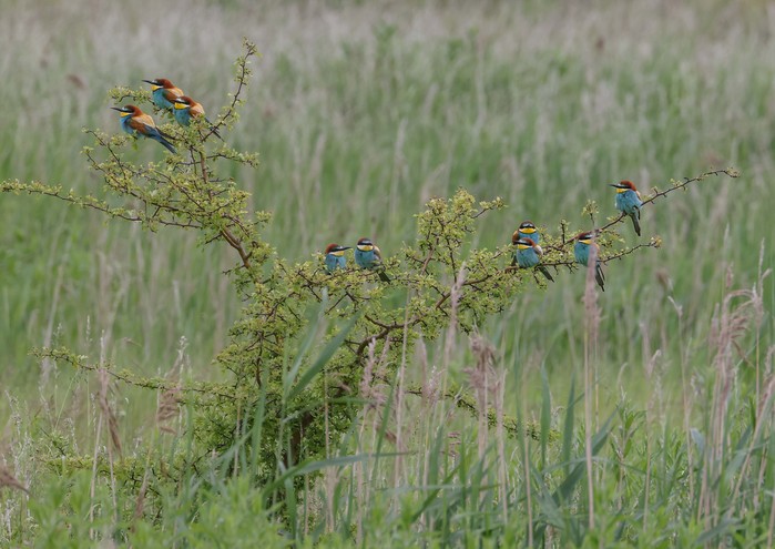 Bee-eater