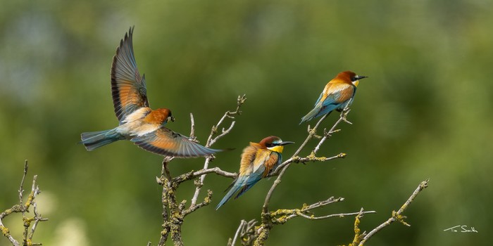 Bee-eater