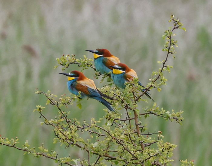 Bee-eater