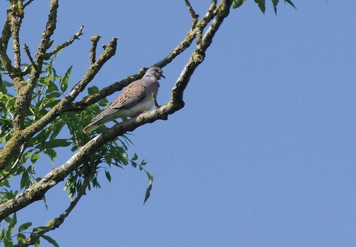 Turtle Dove