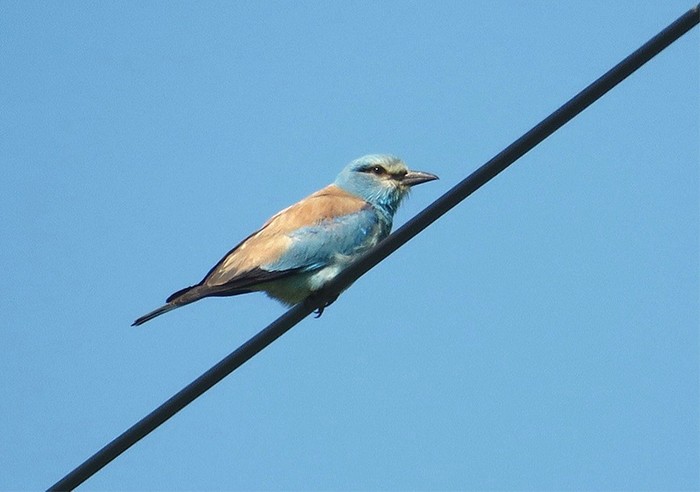 Roller