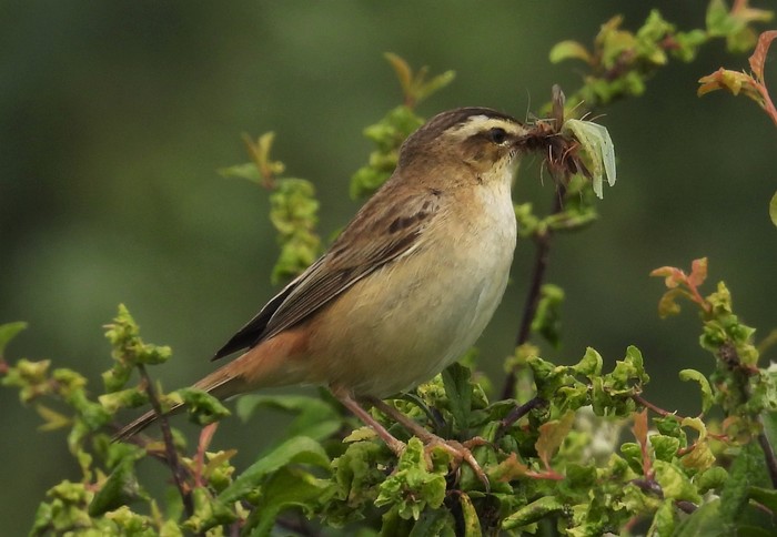 Sedge Warbler