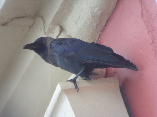 House Crow