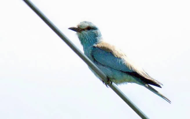 Roller