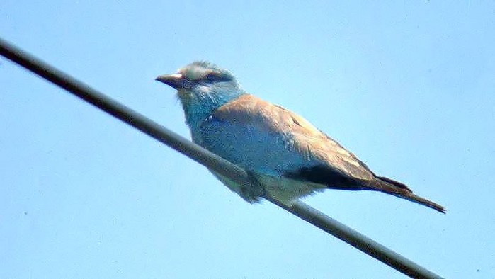 Roller