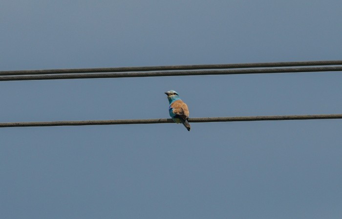 Roller