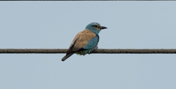 Roller