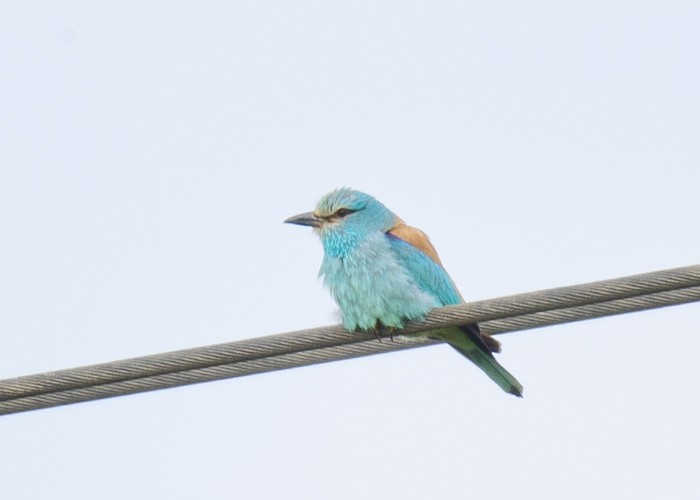 Roller