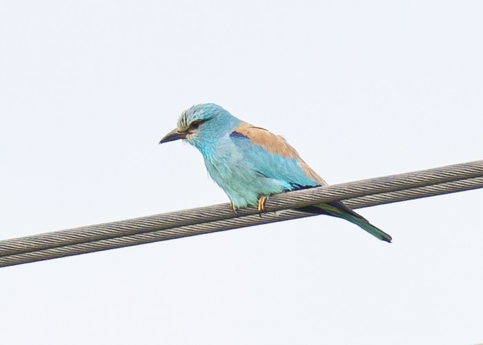 Roller