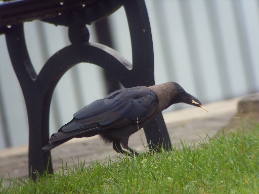 House Crow