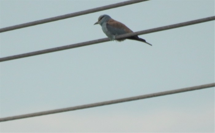 Roller