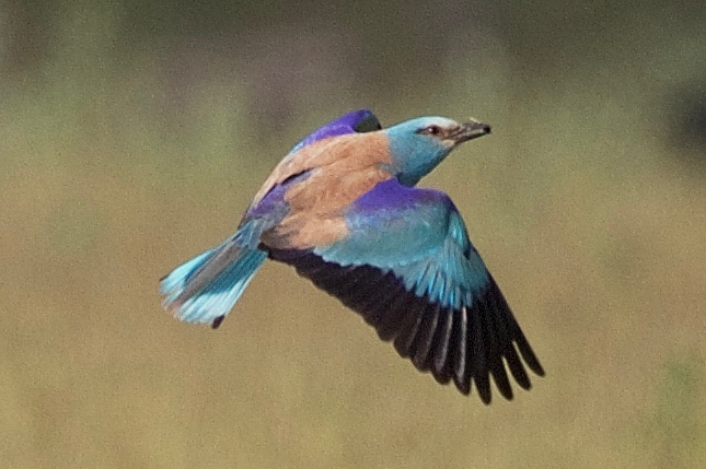 Roller