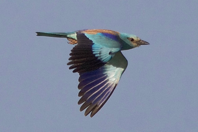 Roller