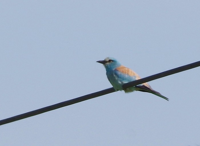 Roller