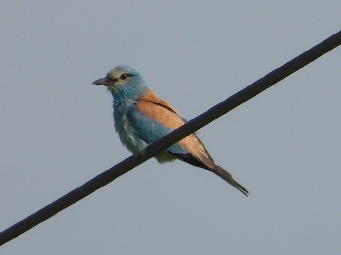 Roller