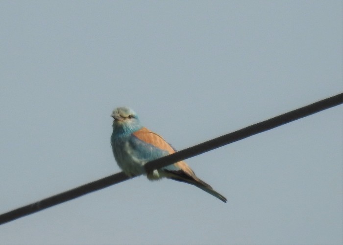 Roller