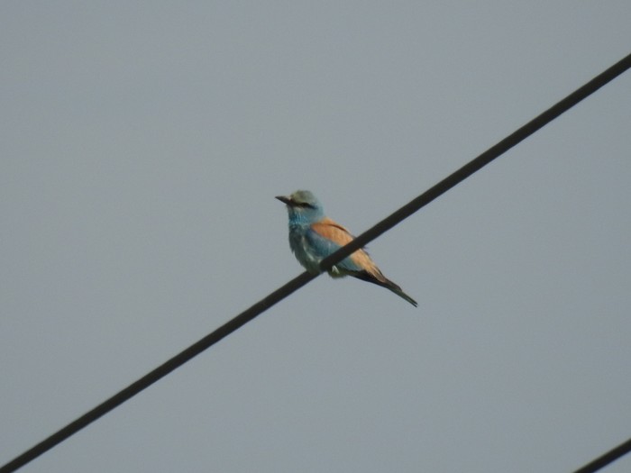Roller