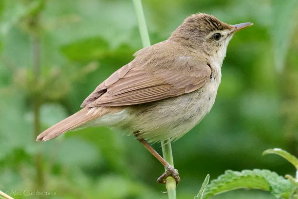 Blyth's Reed Warbler