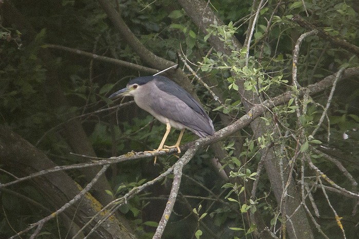 Night Heron
