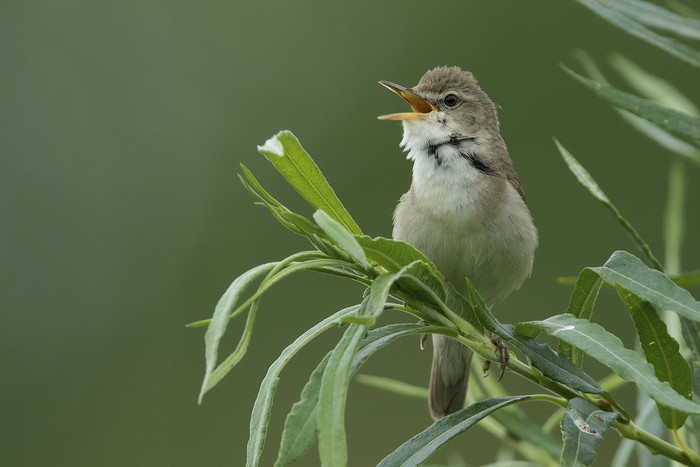Blyth's Reed Warbler