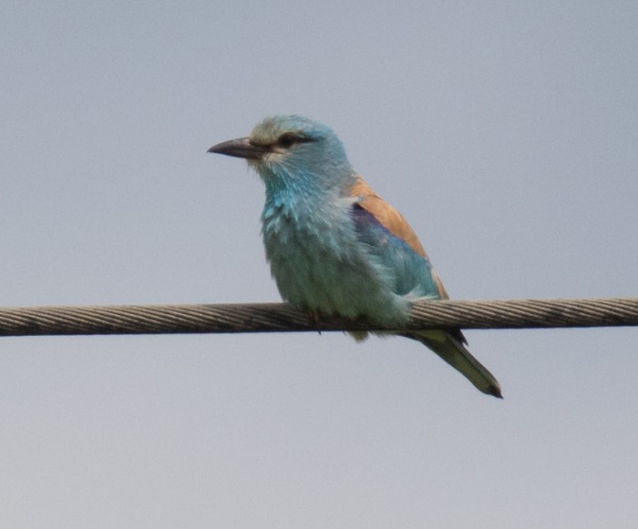 Roller