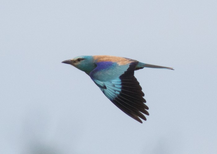 Roller