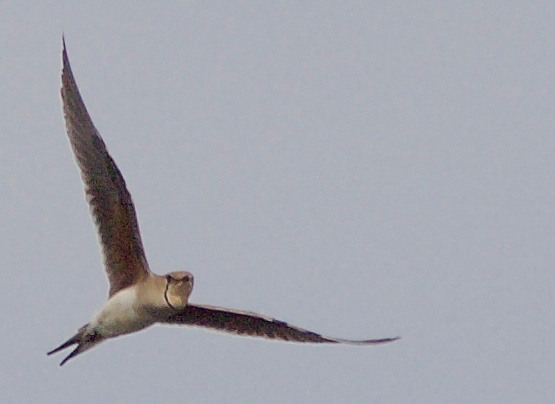 Collared Pratincole