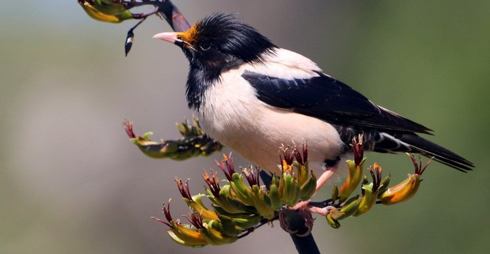 Rose-coloured Starling