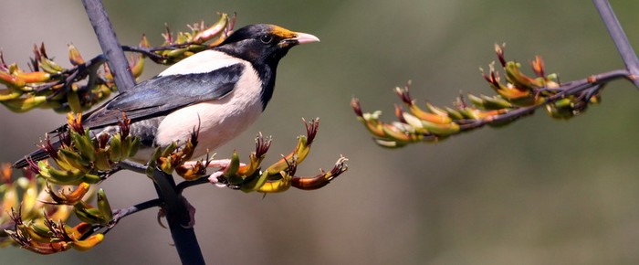 Rose-coloured Starling
