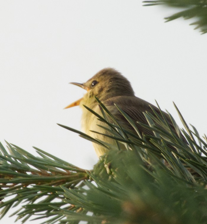 Melodious Warbler