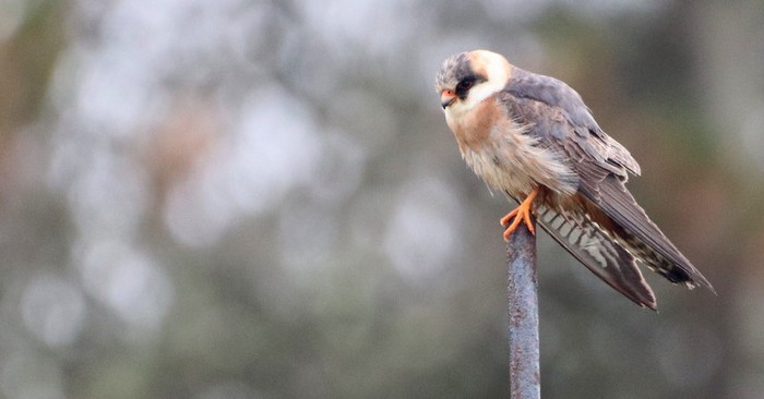 Red-footed Falcon