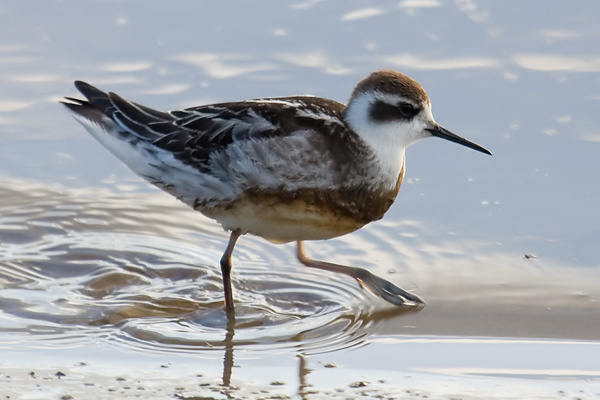 Red-necked Phalarope