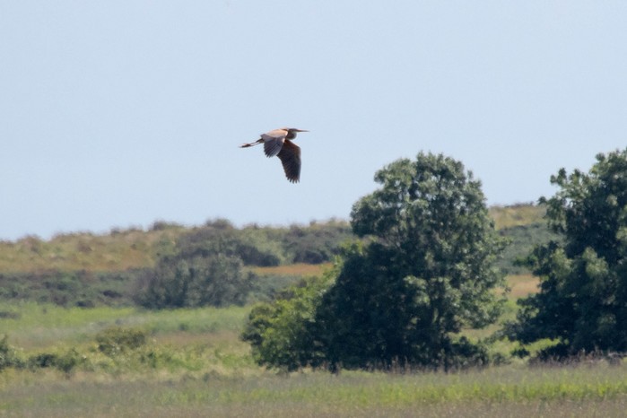 Purple Heron