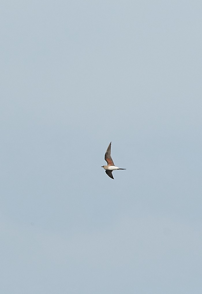 Collared Pratincole