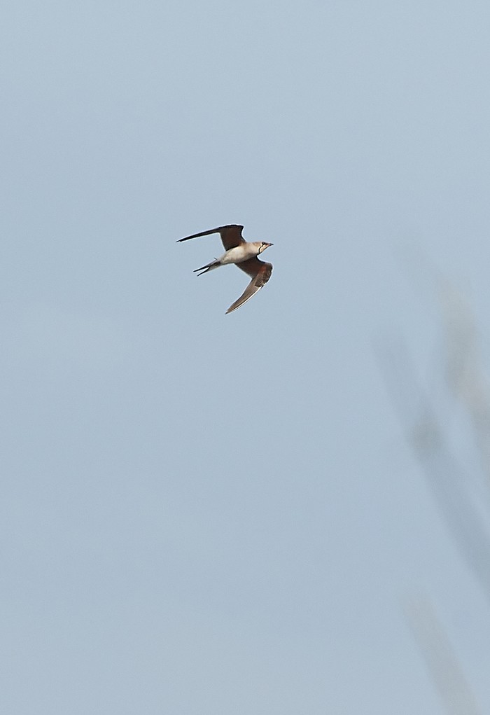 Collared Pratincole