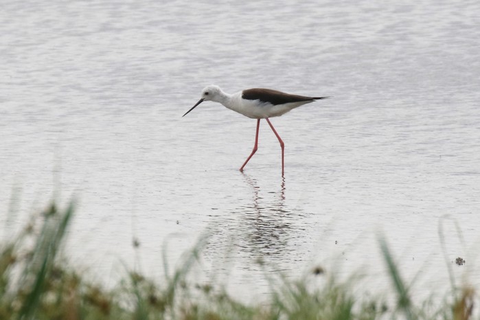 Black-winged Stilt