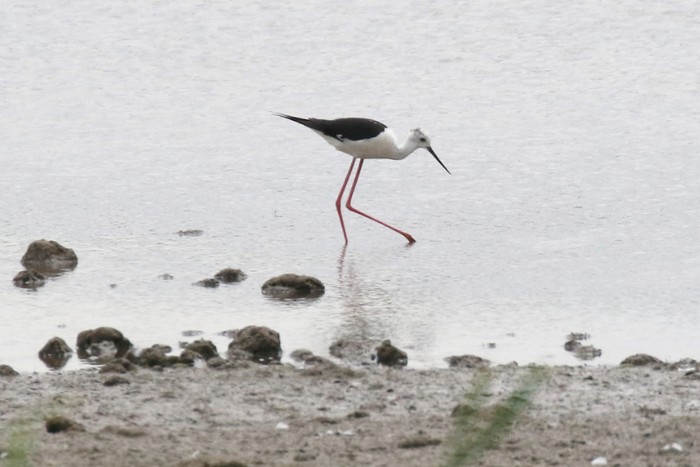 Black-winged Stilt