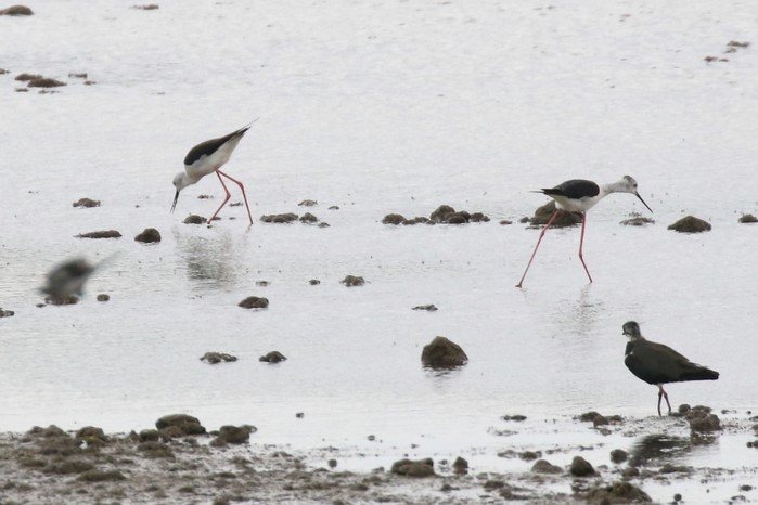 Black-winged Stilt