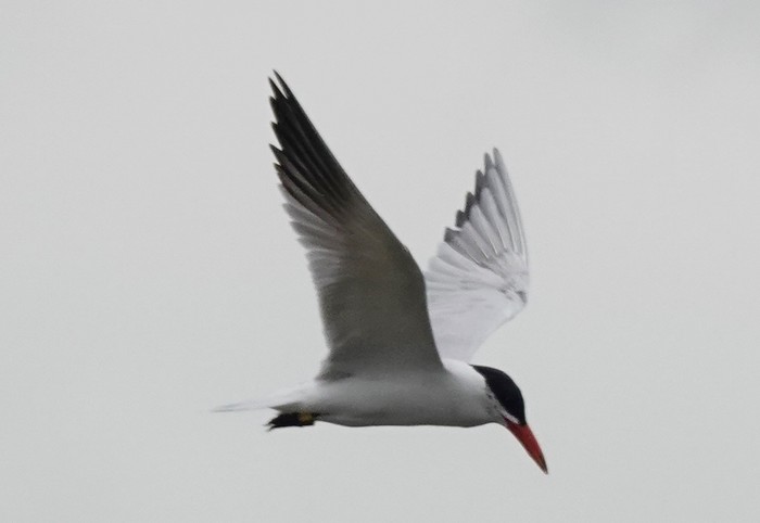 Caspian Tern