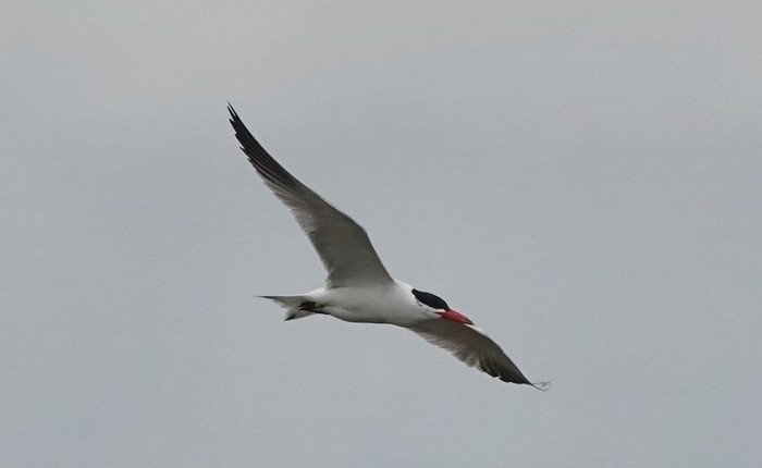 Caspian Tern