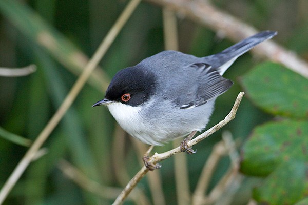Sardinian Warbler